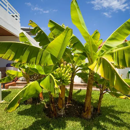 Banana House In Location By Tenpropertiesgc Maspalomas (Gran Canaria)